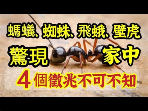 螞蟻突然出現原因|家裡突然冒出很多小螞蟻怎麼辦？滅蟲專家教3招徹底消滅，1個便。